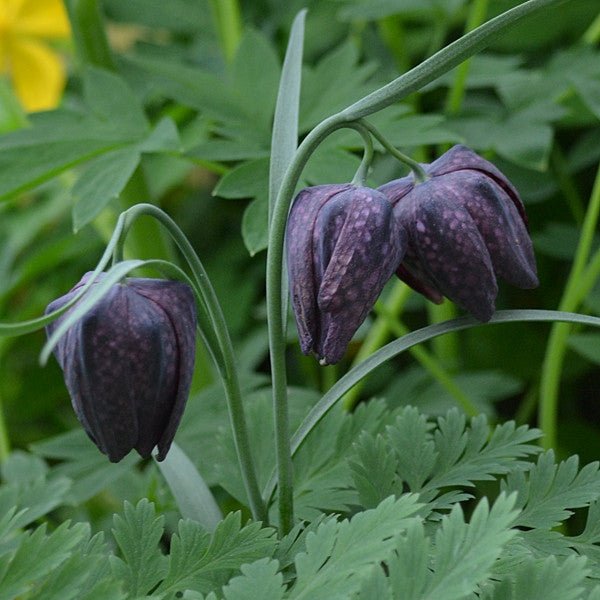 Guinea Hen Flower; Checkered Lily (Fritillaria meleagris) - Monticello Shop