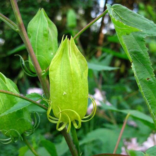 Halberd - leaved Rose Mallow (Hibiscus laevis) - Monticello Shop