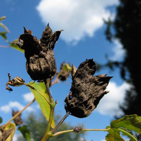 Halberd - leaved Rose Mallow (Hibiscus laevis) - Monticello Shop
