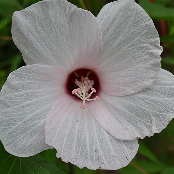 Halberd - leaved Rose Mallow (Hibiscus laevis) - Monticello Shop