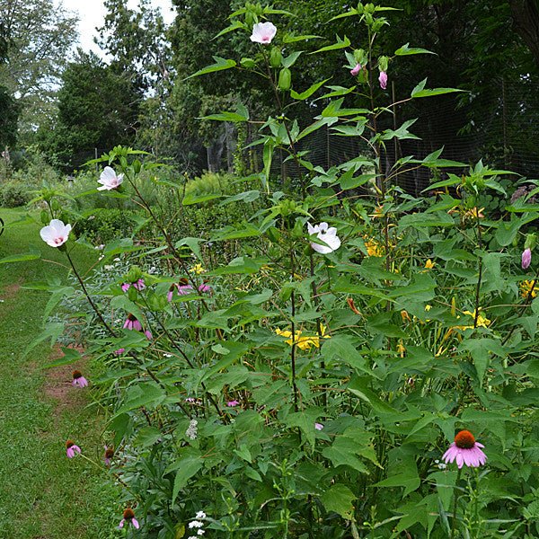 Halberd - leaved Rose Mallow (Hibiscus laevis) - Monticello Shop