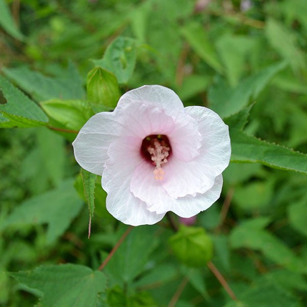 rose mallow seeds Halberd-leaved Rose Mallow Seeds (Hibiscus laevis)