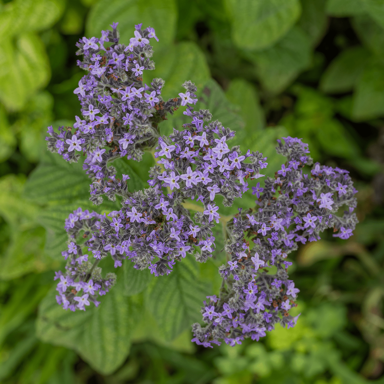 planting heliotrope seeds Heliotrope Seeds (Heliotropium arborescens)