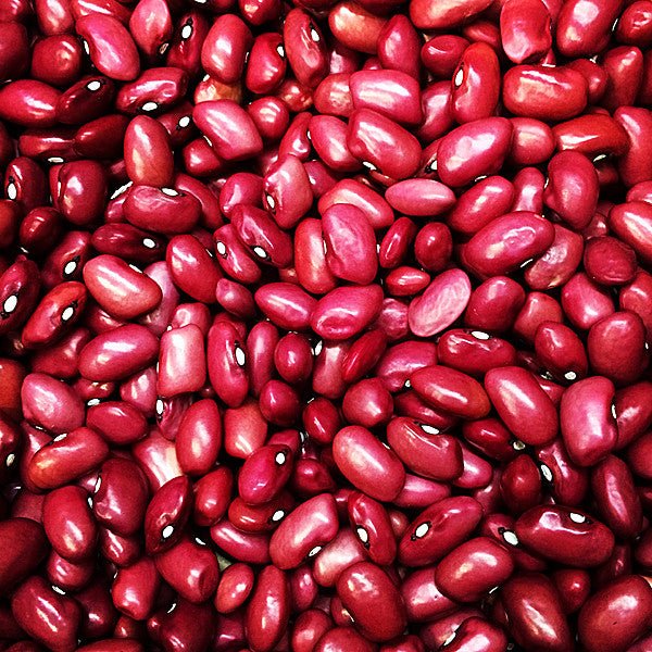 Hidatsa Red Bean Seeds (Phaseolus vulgaris cv.) - Monticello Shop