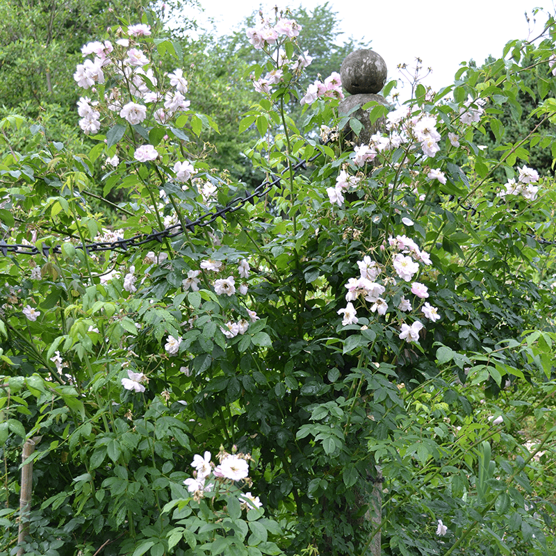 "Hollywood Pink Cluster" Rose (Rosa × noisettiana variety) - Monticello Shop