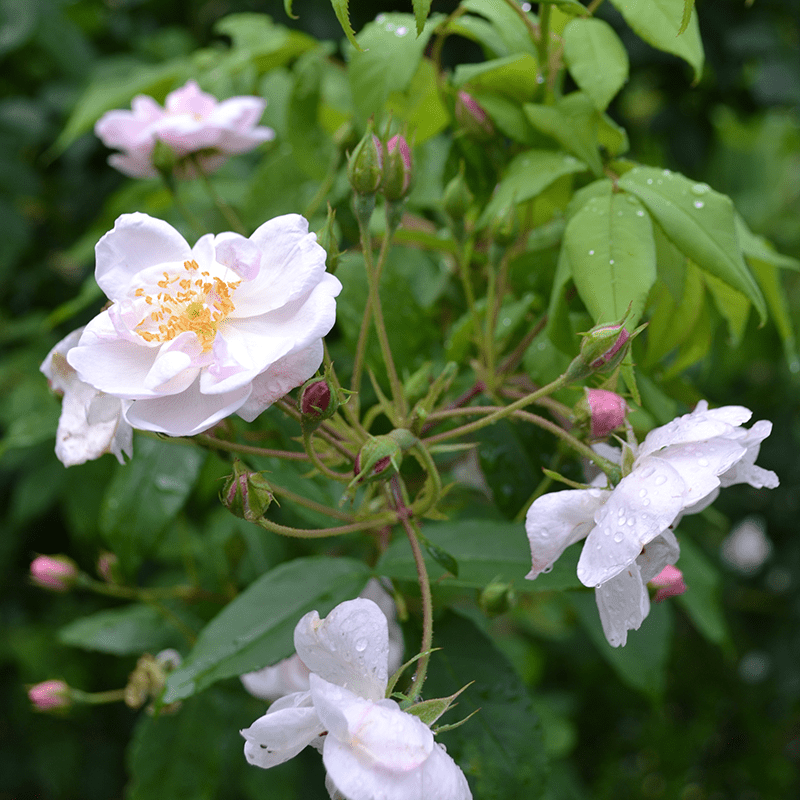 Hollywood Pink Cluster' Rose (Rosa x noisettiana variety Hollywood Pink Cluster' Rose (Rosa x noisettiana variety