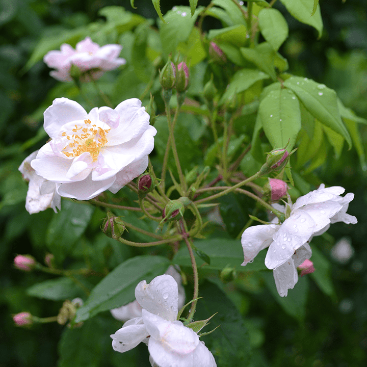 "Hollywood Pink Cluster" Rose (Rosa × noisettiana variety) - Monticello Shop