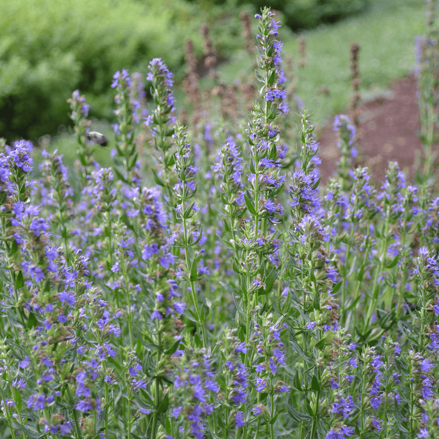 Hyssop Seeds (Hyssopus officinalis) - Monticello Shop