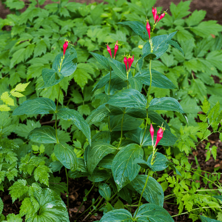 Indian Pink (Spigelia marilandica) - Monticello Shop