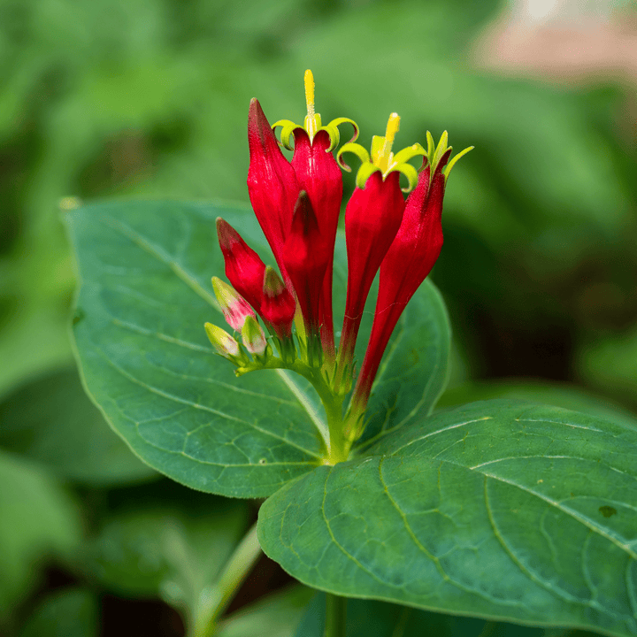 Indian Pink (Spigelia marilandica) - Monticello Shop