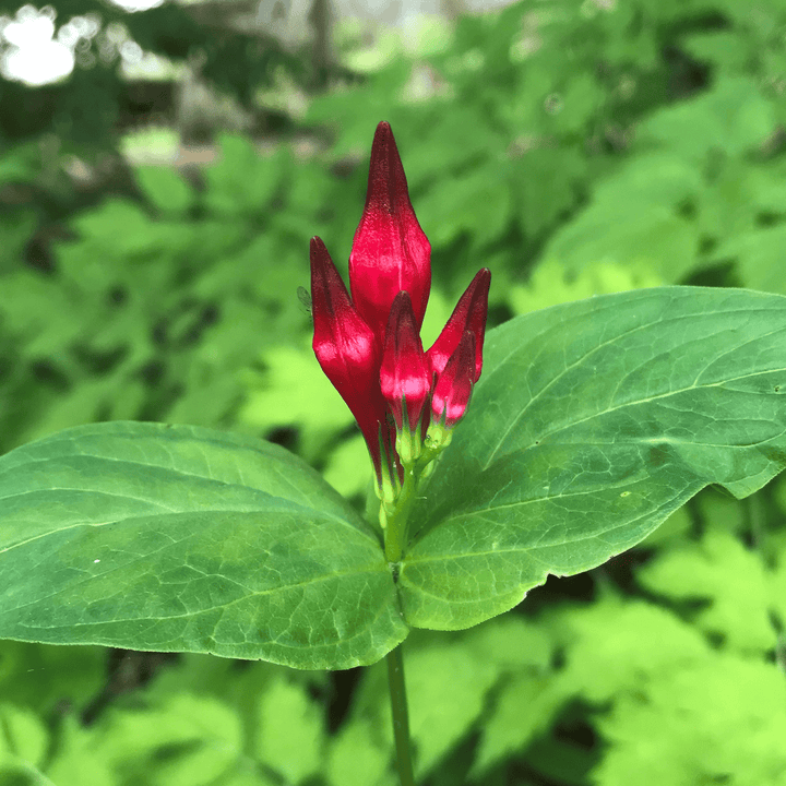Indian Pink (Spigelia marilandica) - Monticello Shop