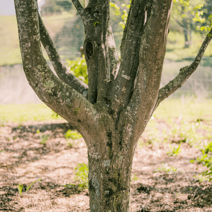 Ironwood (Carpinus caroliniana) - Monticello Shop
