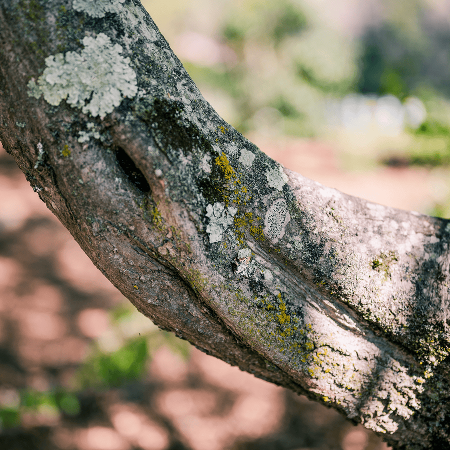 Ironwood (Carpinus caroliniana) - Monticello Shop