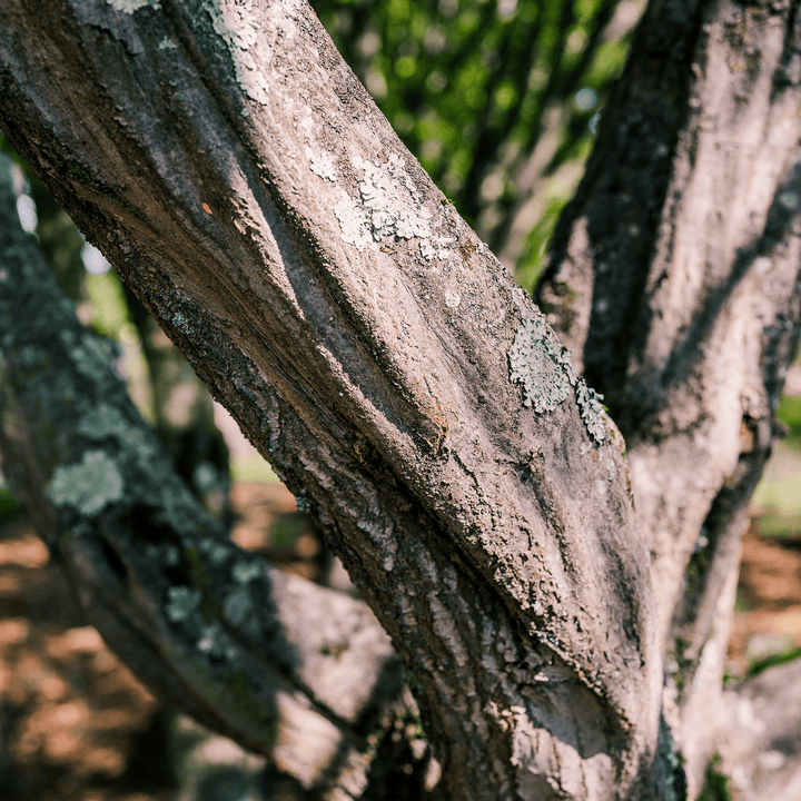 Ironwood (Carpinus caroliniana) - Monticello Shop