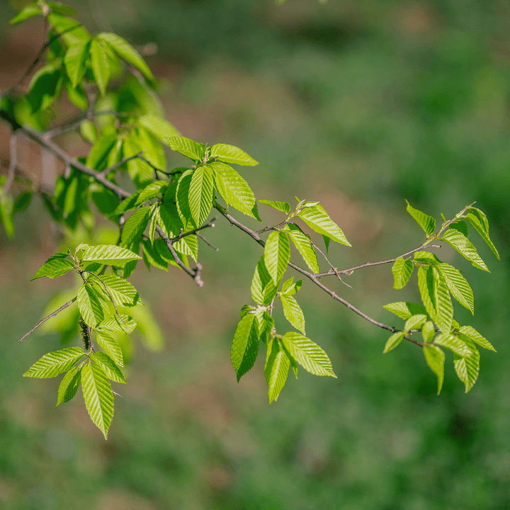 Ironwood (Carpinus caroliniana) - Monticello Shop