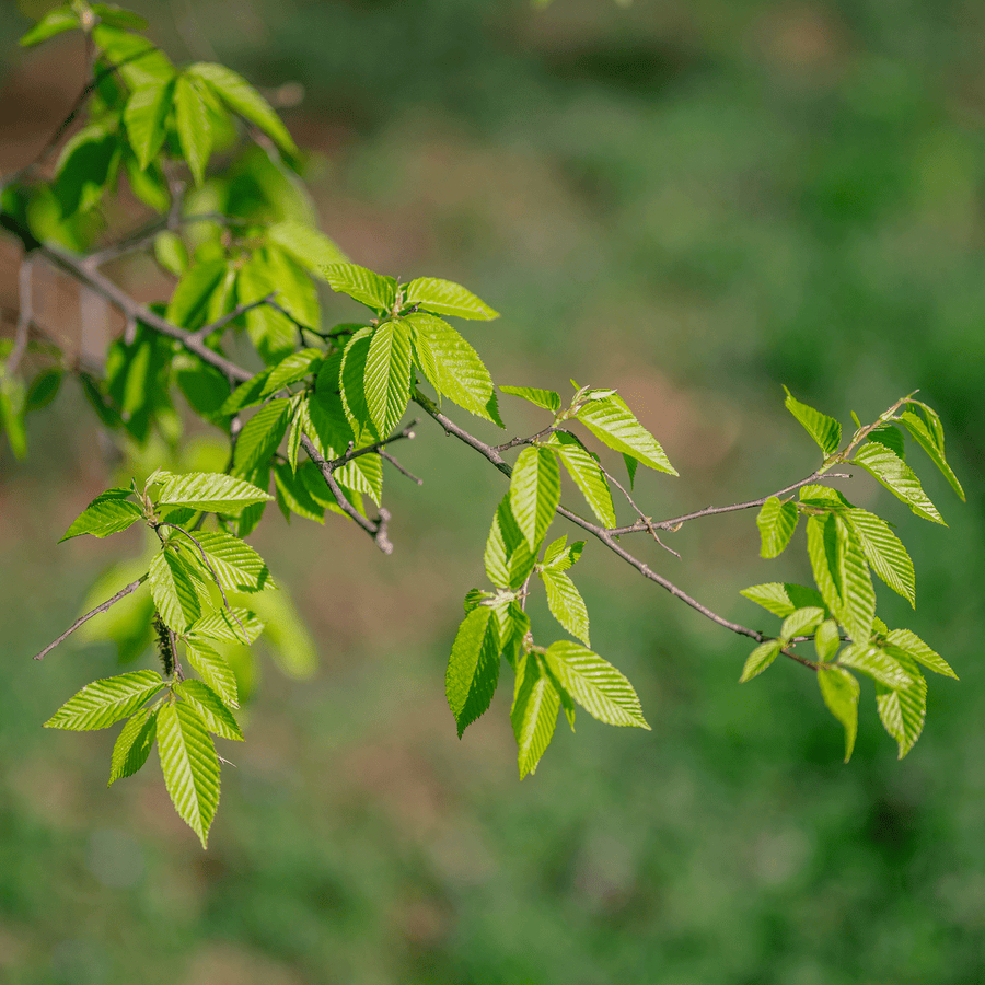 Ironwood (Carpinus caroliniana) - Monticello Shop