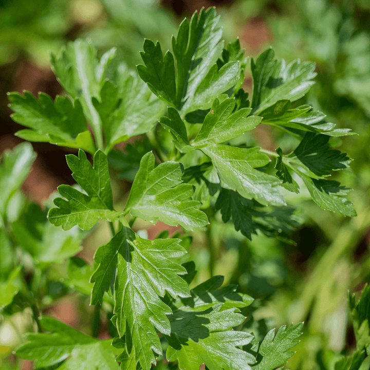 Italian Parsley Seeds (Petroselinum crispum var. neapolitanum) - Monticello Shop