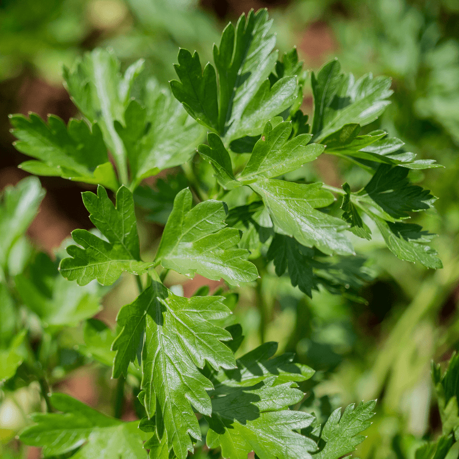 Italian Parsley Seeds (Petroselinum crispum var. neapolitanum) - Monticello Shop