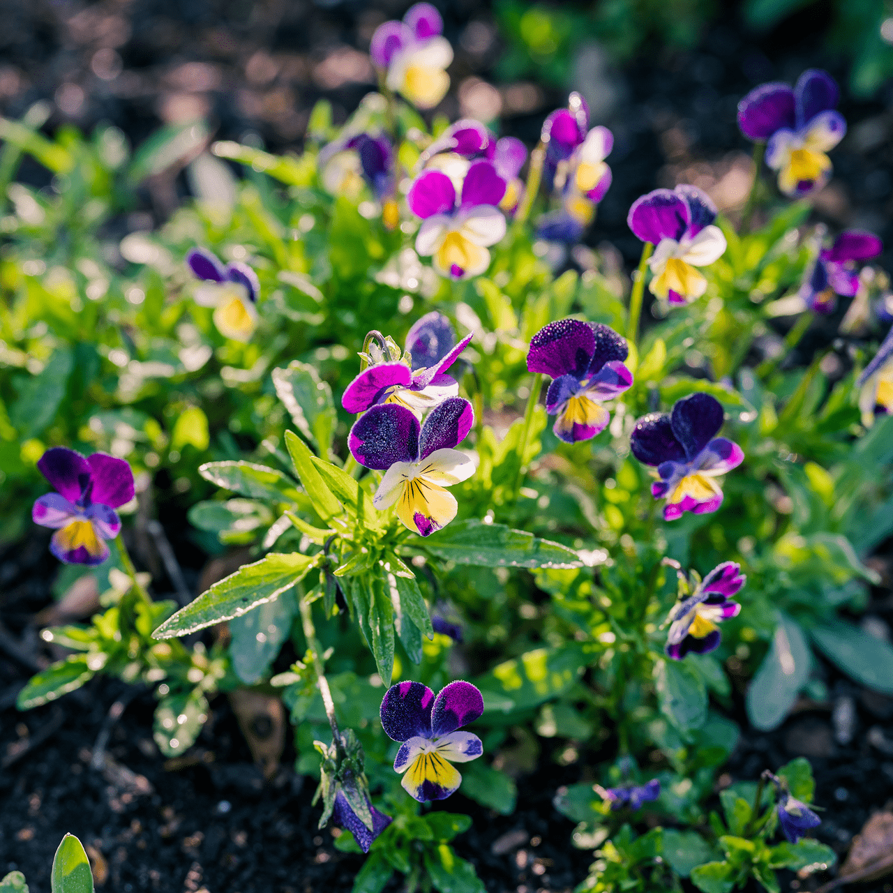 viola seeds planting Johnny Jump Up Seeds (Viola tricolor) – Monticello Shop