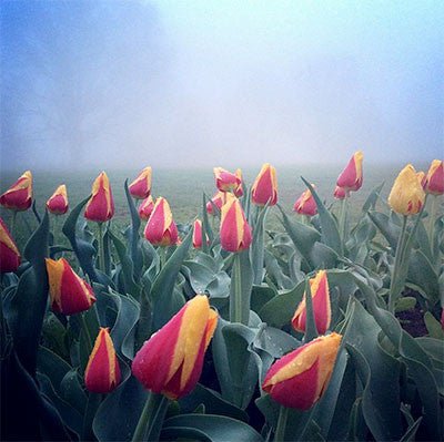 'Keizerskroon' Tulip (Tulipa cv.) - Monticello Shop