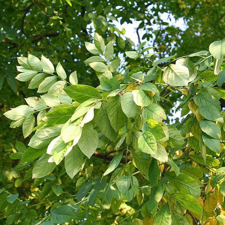 Kentucky Coffeetree (Gymnocladus dioica) - Monticello Shop