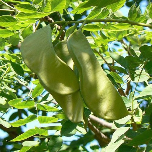 Kentucky Coffeetree (Gymnocladus dioica) - Monticello Shop