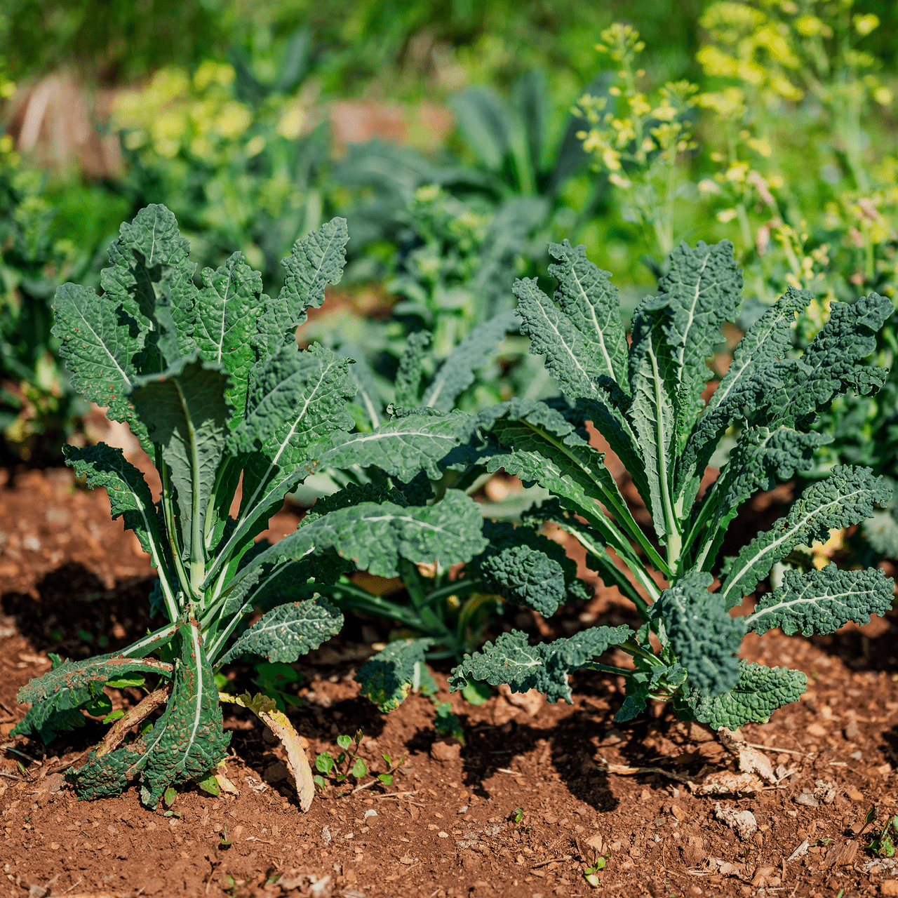 list of tropical succulents Lacinato Kale Seeds (Brassica oleracea var. acephala cv.)