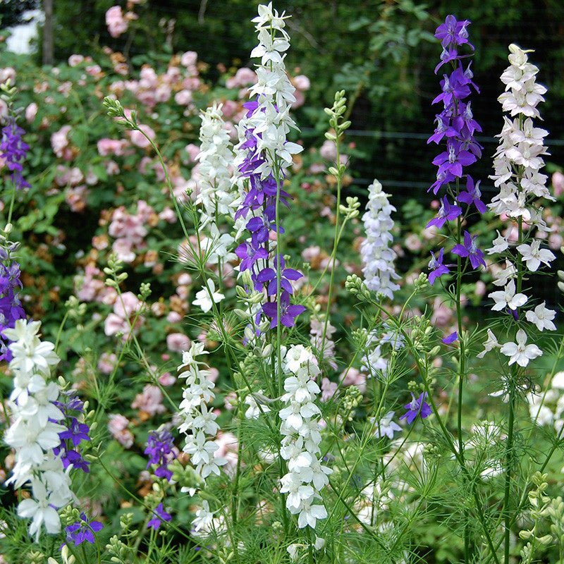 Larkspur Seeds (Consolida ajacis) - Monticello Shop