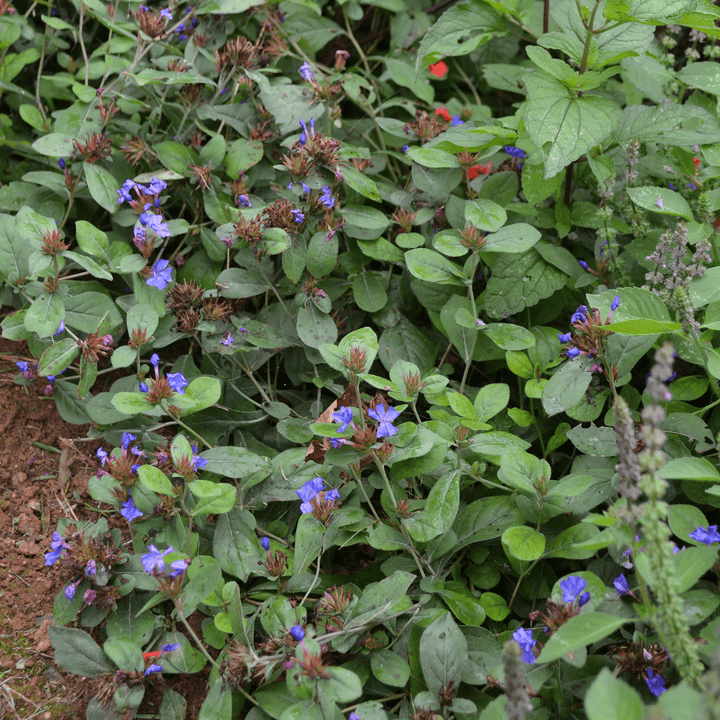 Leadwort (Ceratostigma plumbaginoides) - Monticello Shop