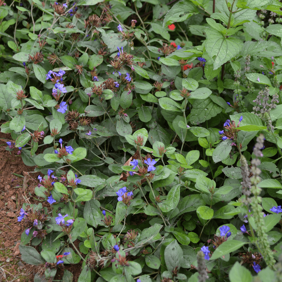 Leadwort (Ceratostigma plumbaginoides) - Monticello Shop
