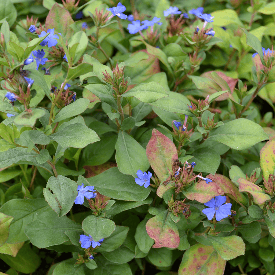 Leadwort (Ceratostigma plumbaginoides) - Monticello Shop