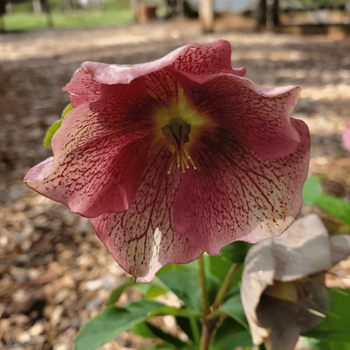 Lenten Rose (Helleborus x hybridus) - Monticello Shop