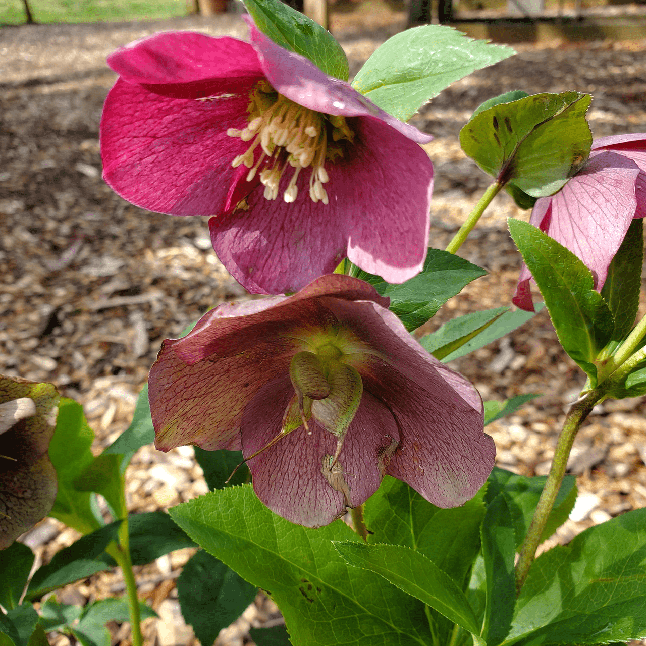 トントンローズページ✨️L Lenten Rose (Helleborus x hybridus) – Monticello Shop