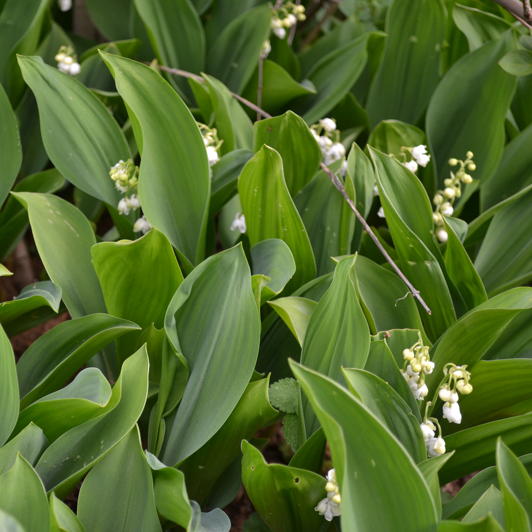 Bare Root Lily-of-the-Valley (Convallaria majalis)