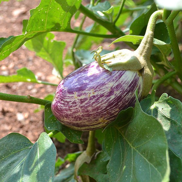 plant eggplant seeds Listada de Gandia Eggplant Seeds (Solanum melongena cv.) – Monticello Shop