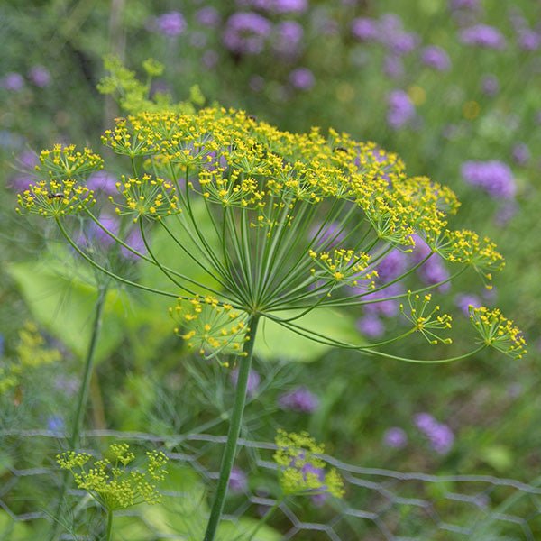 dill seeds for planting Long Island Mammoth Dill Seeds (Anethum graveolens cv.)
