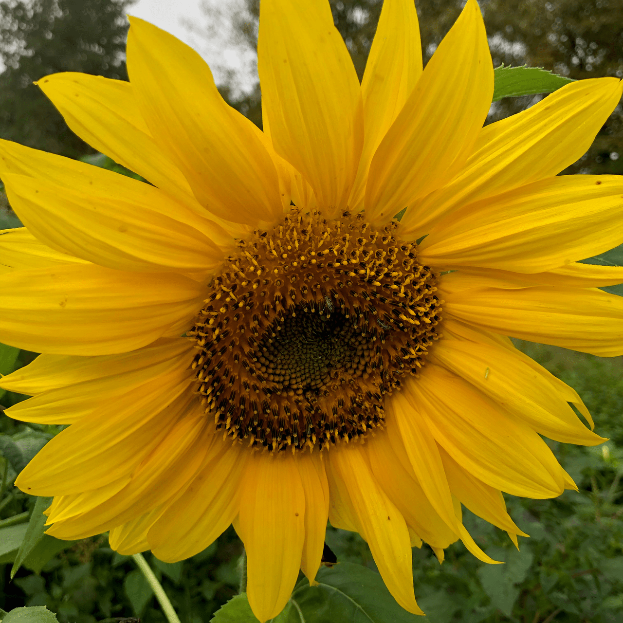 Mammoth Russian Sunflower Seeds (Helianthus annuus cv