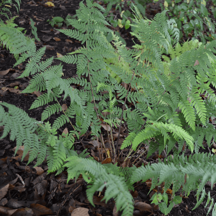 Marginal Shield Fern (Dryopteris marginalis) - Monticello Shop