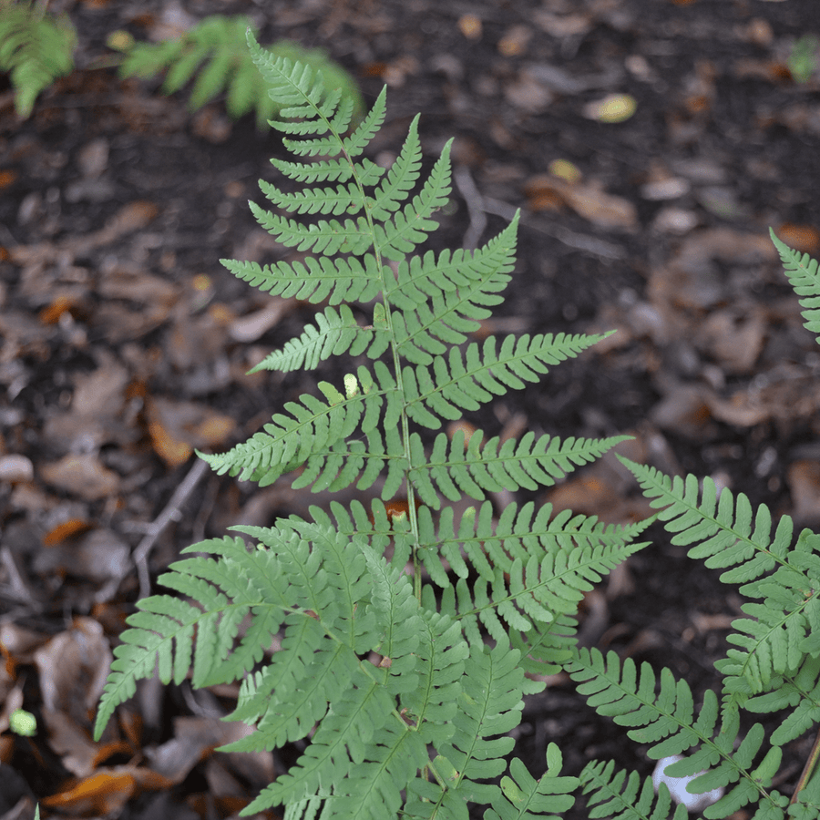 Marginal Shield Fern (Dryopteris marginalis) - Monticello Shop