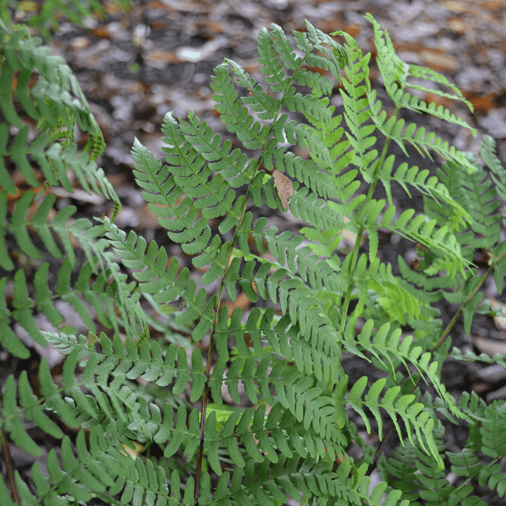 Marginal Shield Fern (Dryopteris marginalis) - Monticello Shop