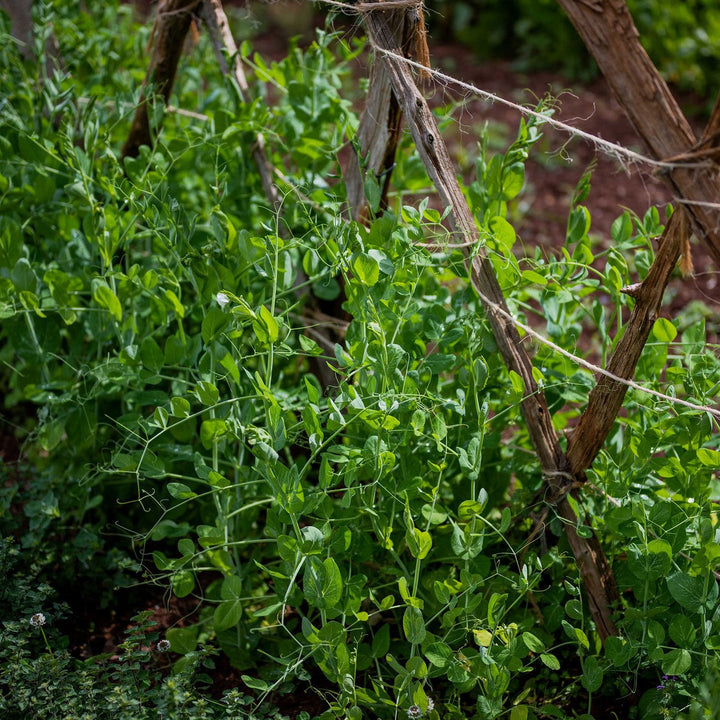 Marrowfat Pea Seeds (Pisum sativum var. medullare) - Monticello Shop