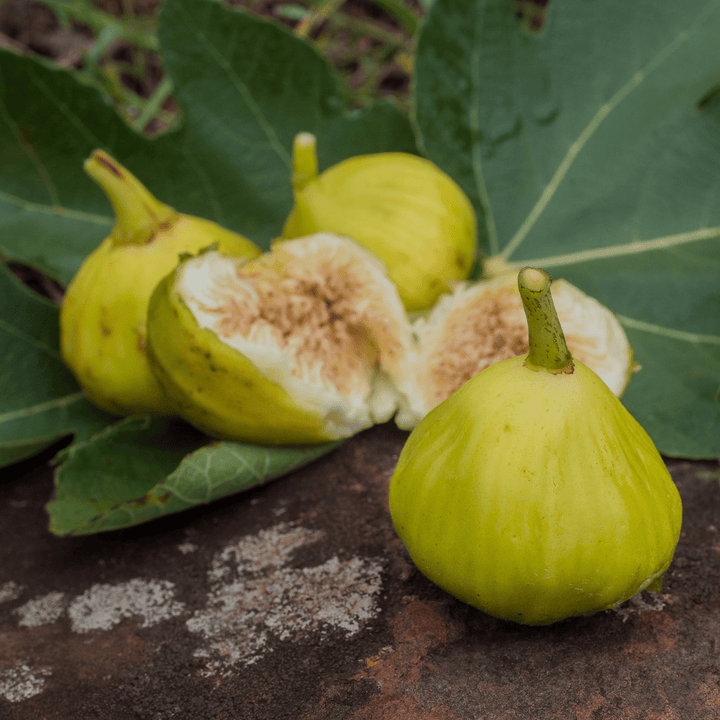 'Marseilles' Fig (Ficus carica cv.) - Monticello Shop