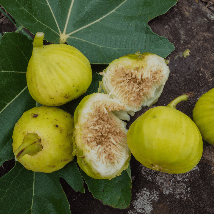 'Marseilles' Fig (Ficus carica cv.) - Monticello Shop