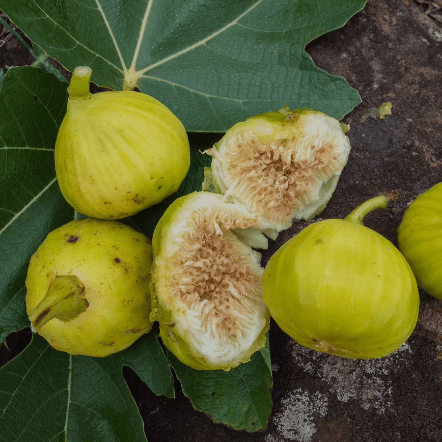 'Marseilles' Fig (Ficus carica cv.) - Monticello Shop