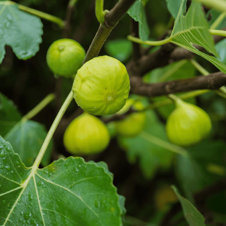 'Marseilles' Fig (Ficus carica cv.) - Monticello Shop