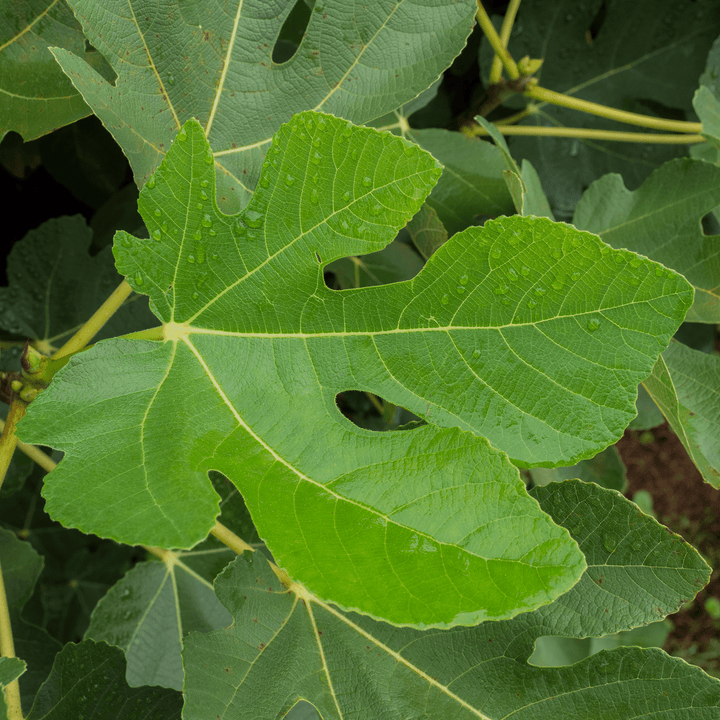 'Marseilles' Fig (Ficus carica cv.) - Monticello Shop