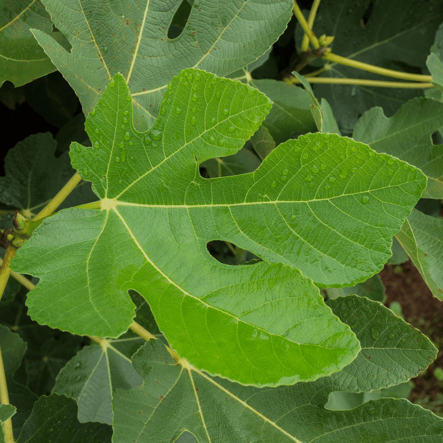 'Marseilles' Fig (Ficus carica cv.) - Monticello Shop
