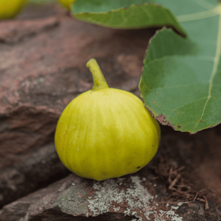 'Marseilles' Fig (Ficus carica cv.) - Monticello Shop