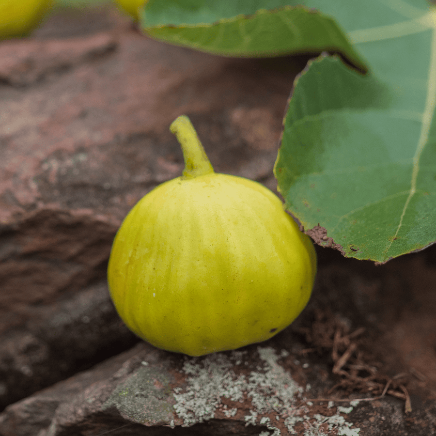 'Marseilles' Fig (Ficus carica cv.) - Monticello Shop