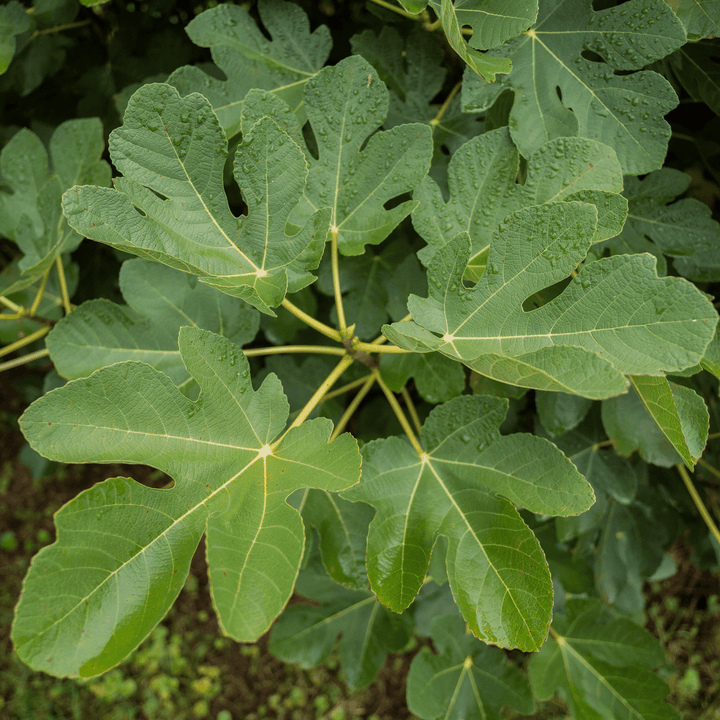 'Marseilles' Fig (Ficus carica cv.) - Monticello Shop